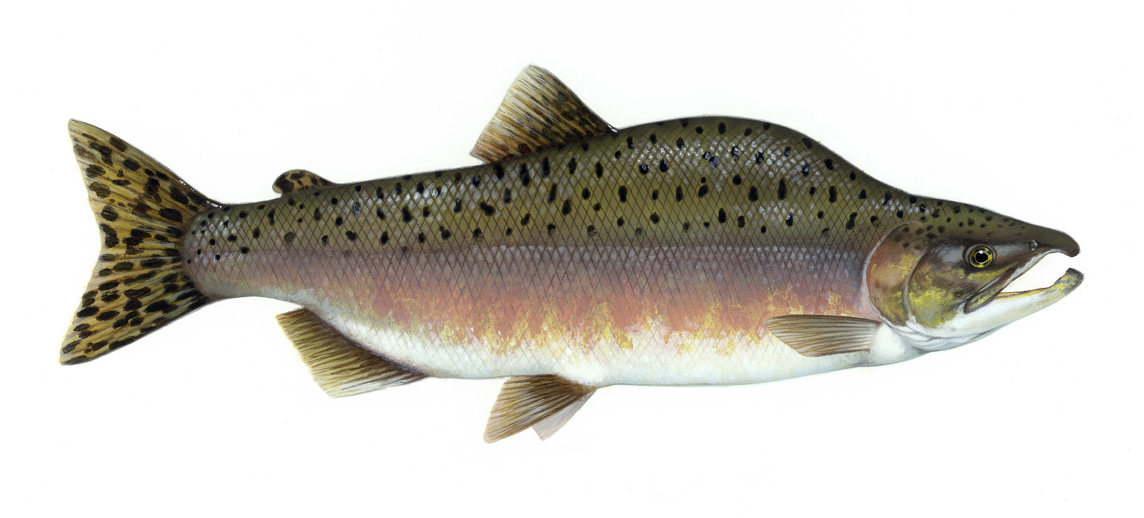 Fatty Fish (image credits: wikimedia)
