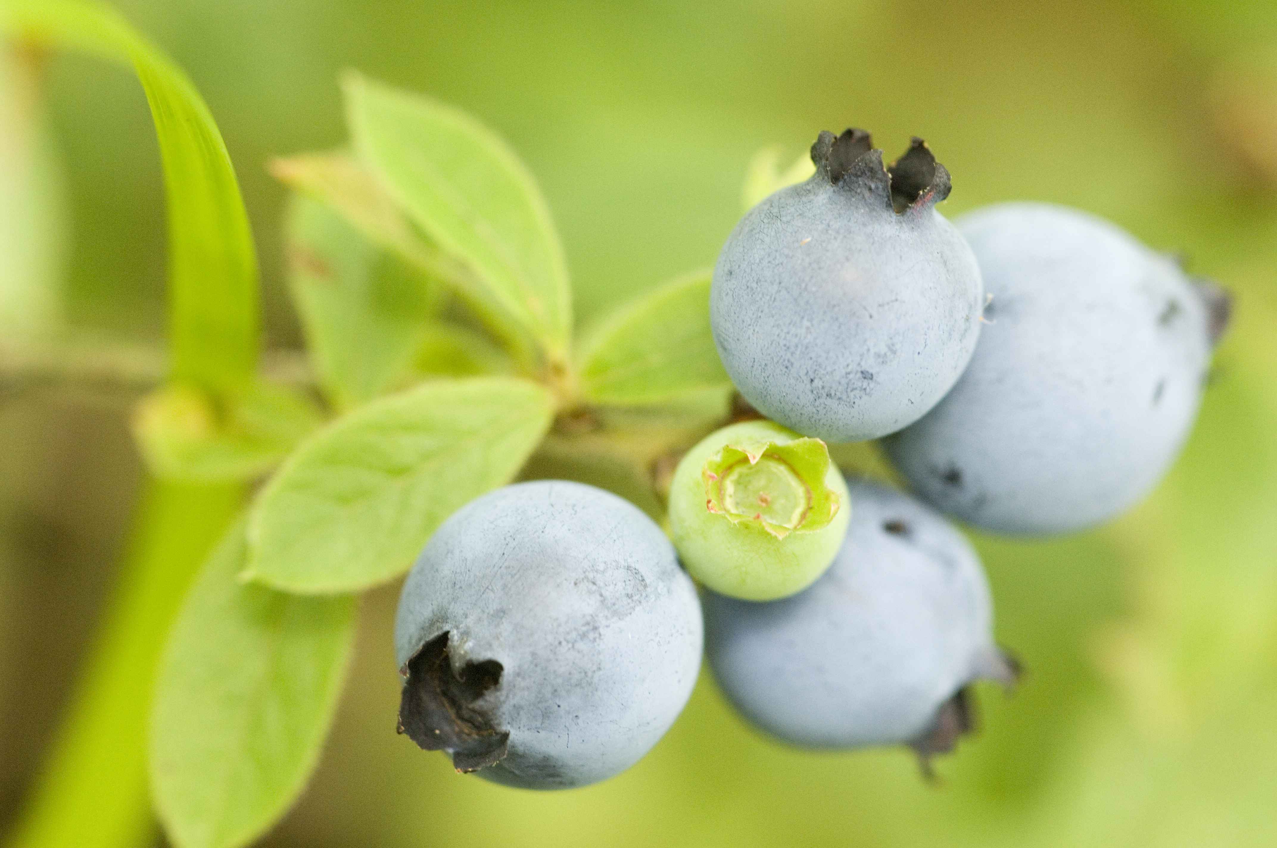Wild Blueberries (Frozen Concentrated) (image credits: wikimedia)