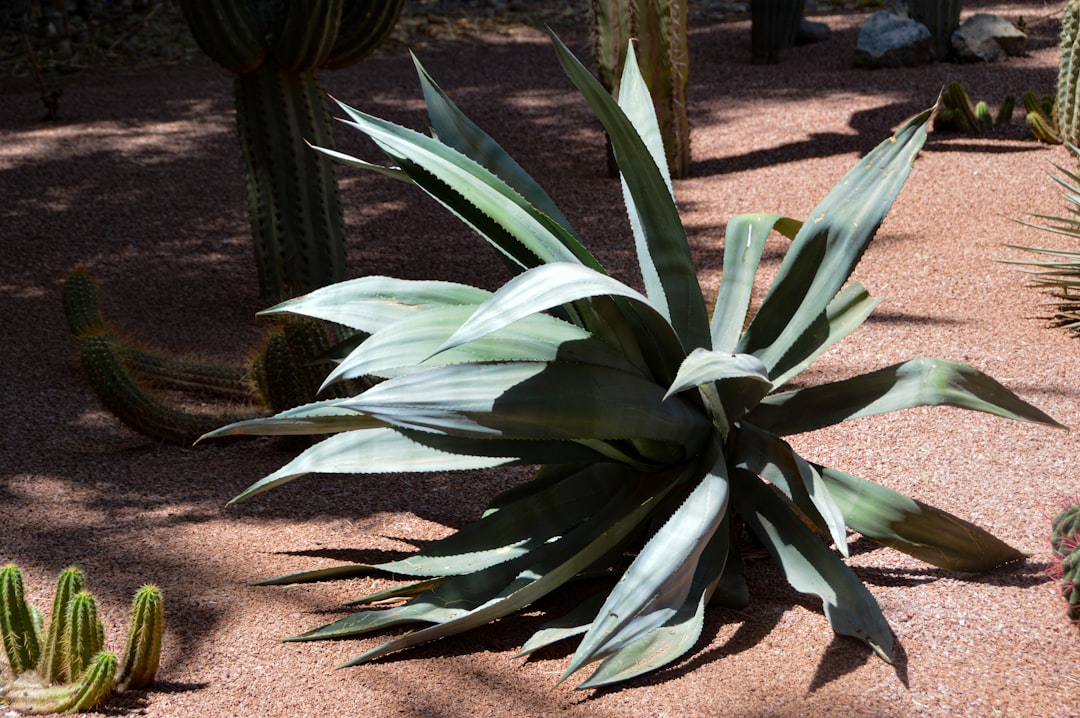 Environmental Challenges Facing Agave (image credits: unsplash)