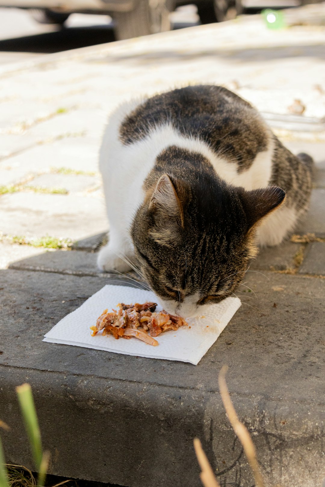 When Your Cat's Food Is the Hidden Culprit (image credits: unsplash)