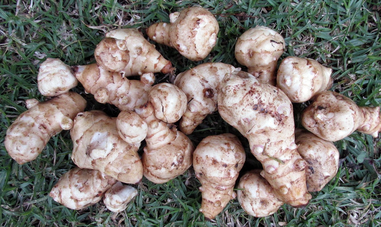 10. Jerusalem Artichokes (image credits: pixabay)