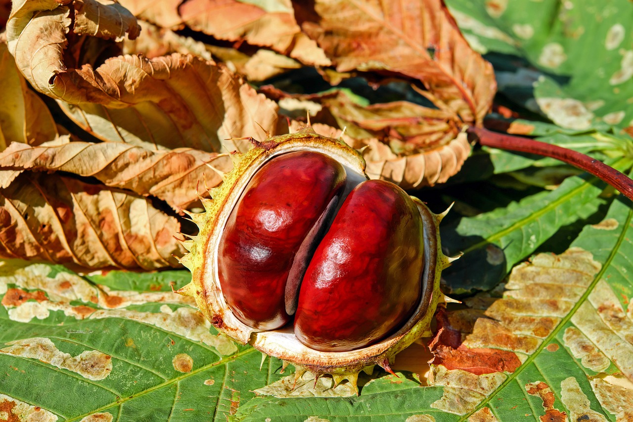 Chestnuts: The Low-Fat Outlier (image credits: pixabay)