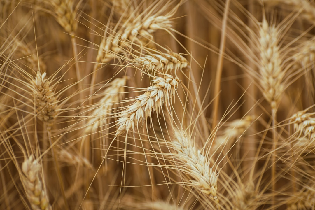 Barley (image credits: unsplash)