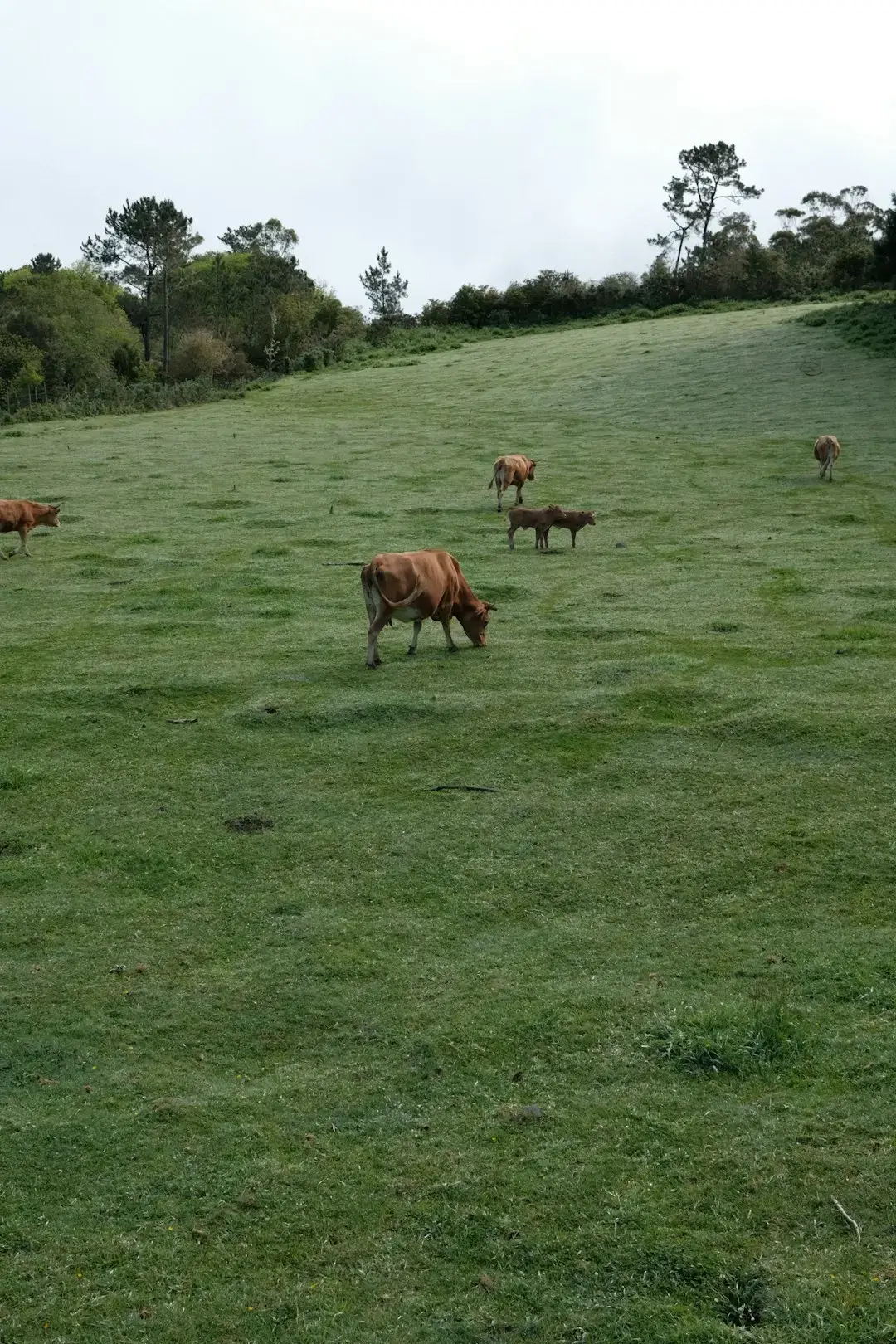 How Rotational Grazing Changes the Game (Image Credits: Unsplash)
