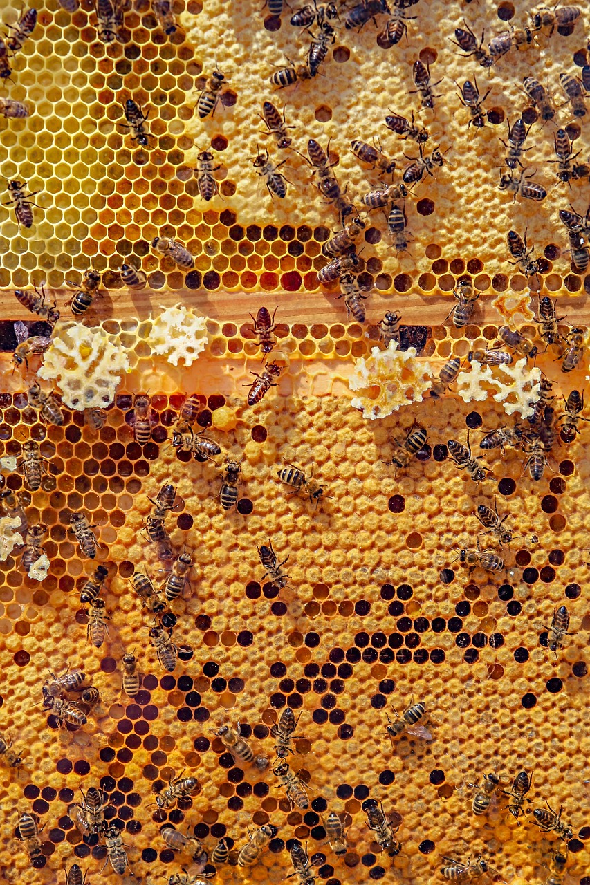 Environmental Impact: Production and Sustainability (image credits: pixabay)