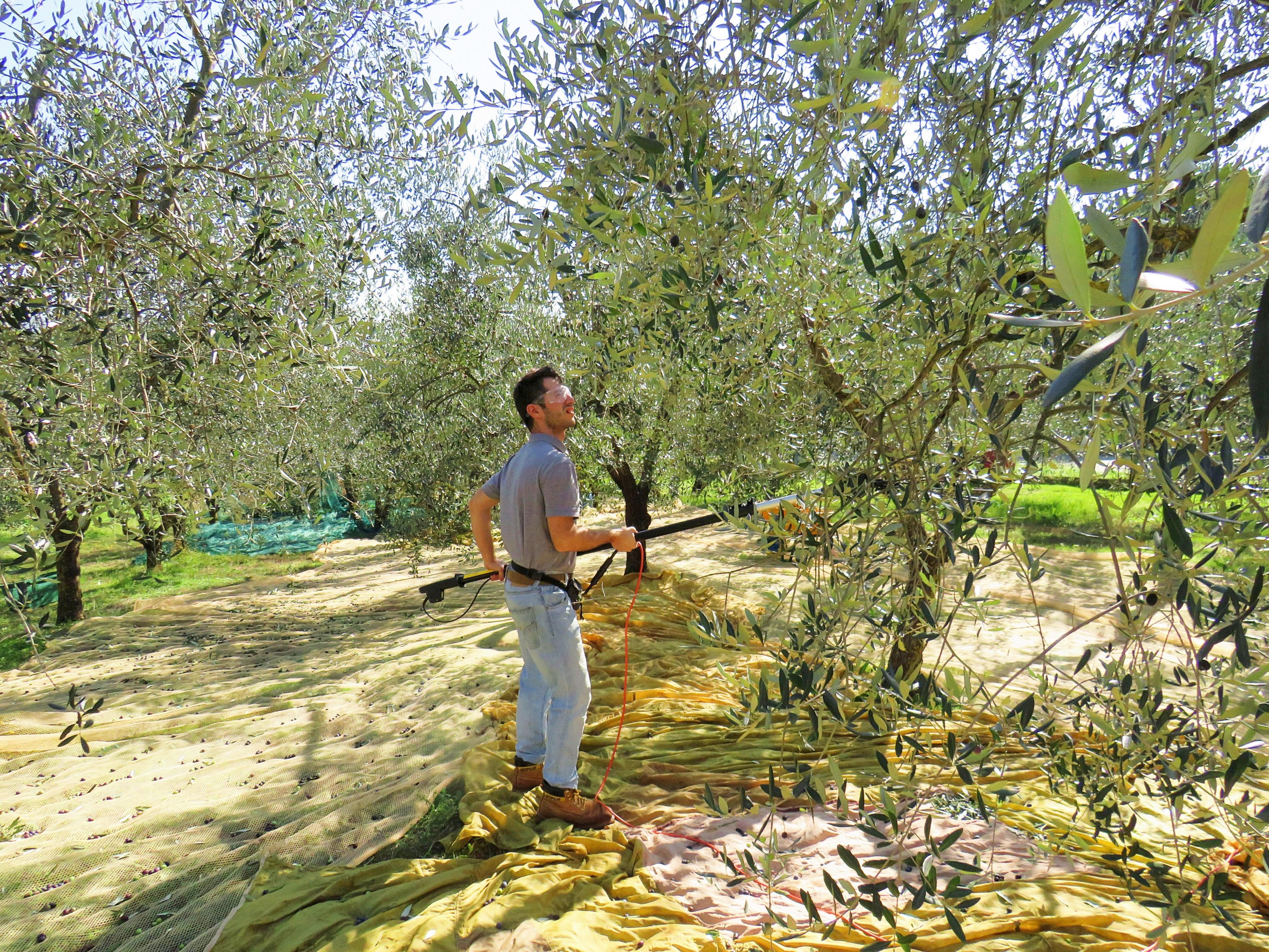 The Effect on Italian Producers (image credits: wikimedia)