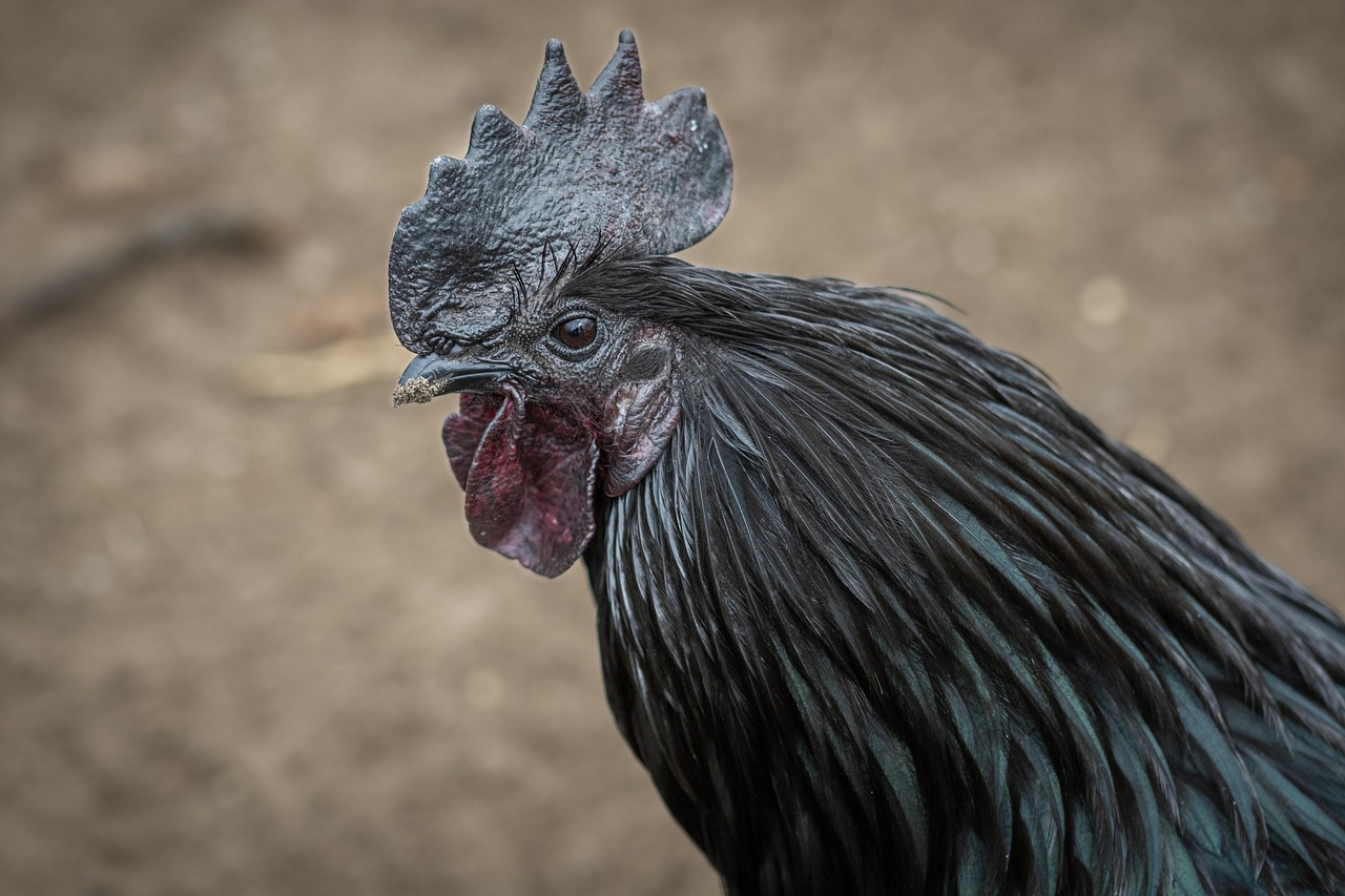 Ayam Cemani Chicken - Indonesia's Black Magic Bird (image credits: pixabay)