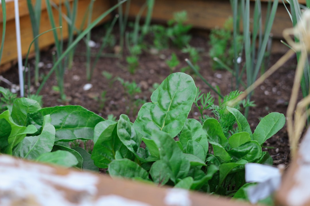 Spinach: A Leafy Powerhouse of Micronutrients (image credits: unsplash)