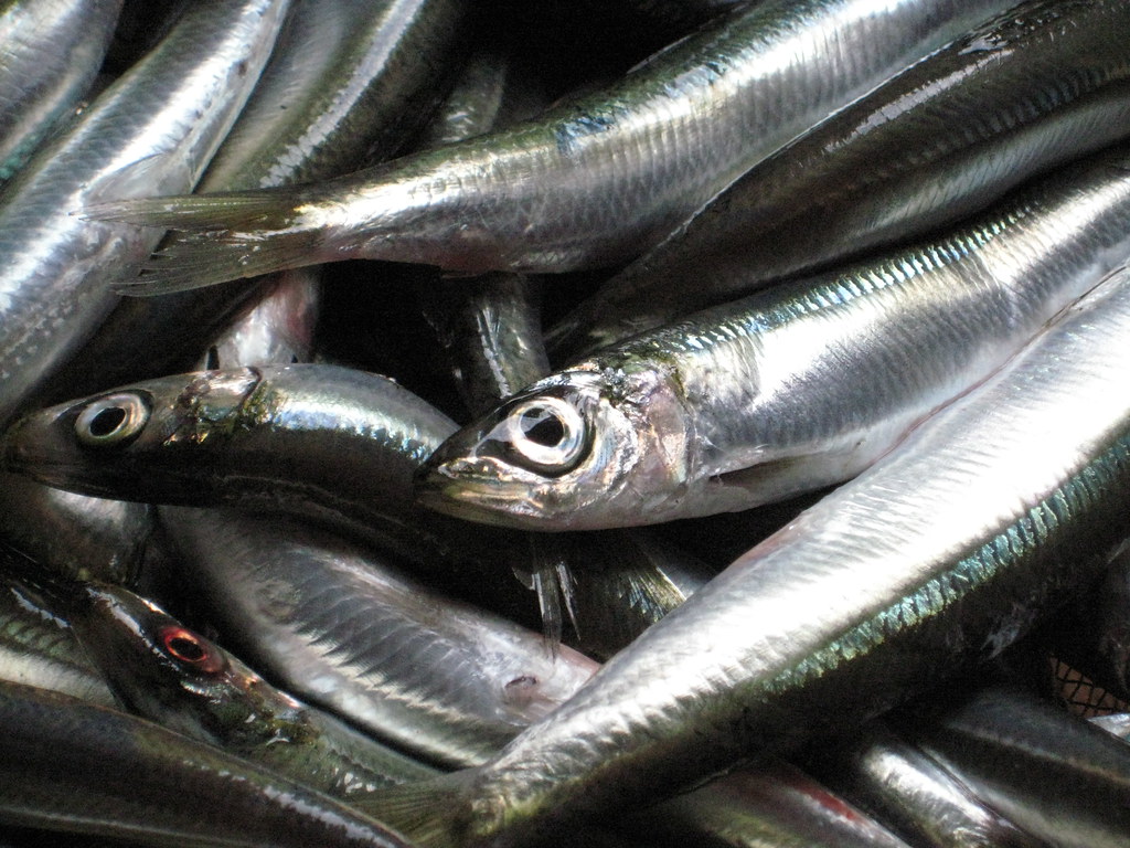 Sardines (image credits: Gallery Image)
