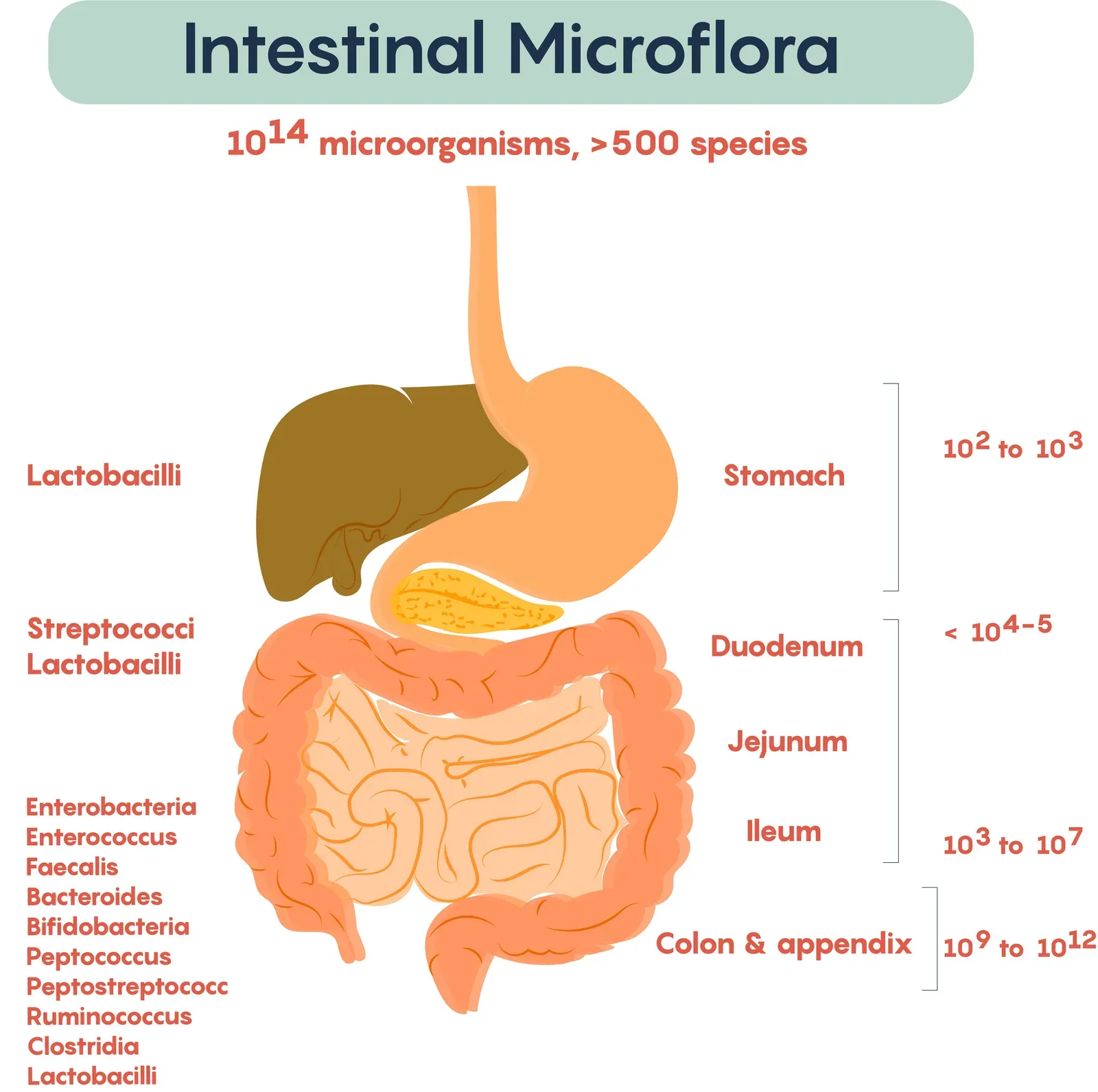 4. Your Gut Bacteria May Be Controlling What You Crave (By Dr William Ju, University of Toronto, CC BY 4.0)