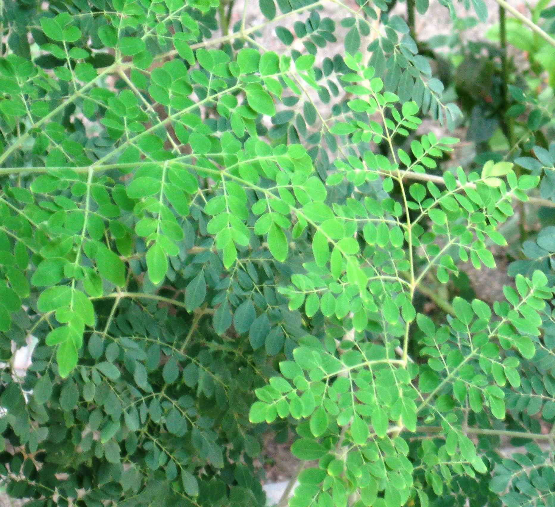 2. Moringa: The “Miracle Tree” Leaves (image credits: wikimedia)
