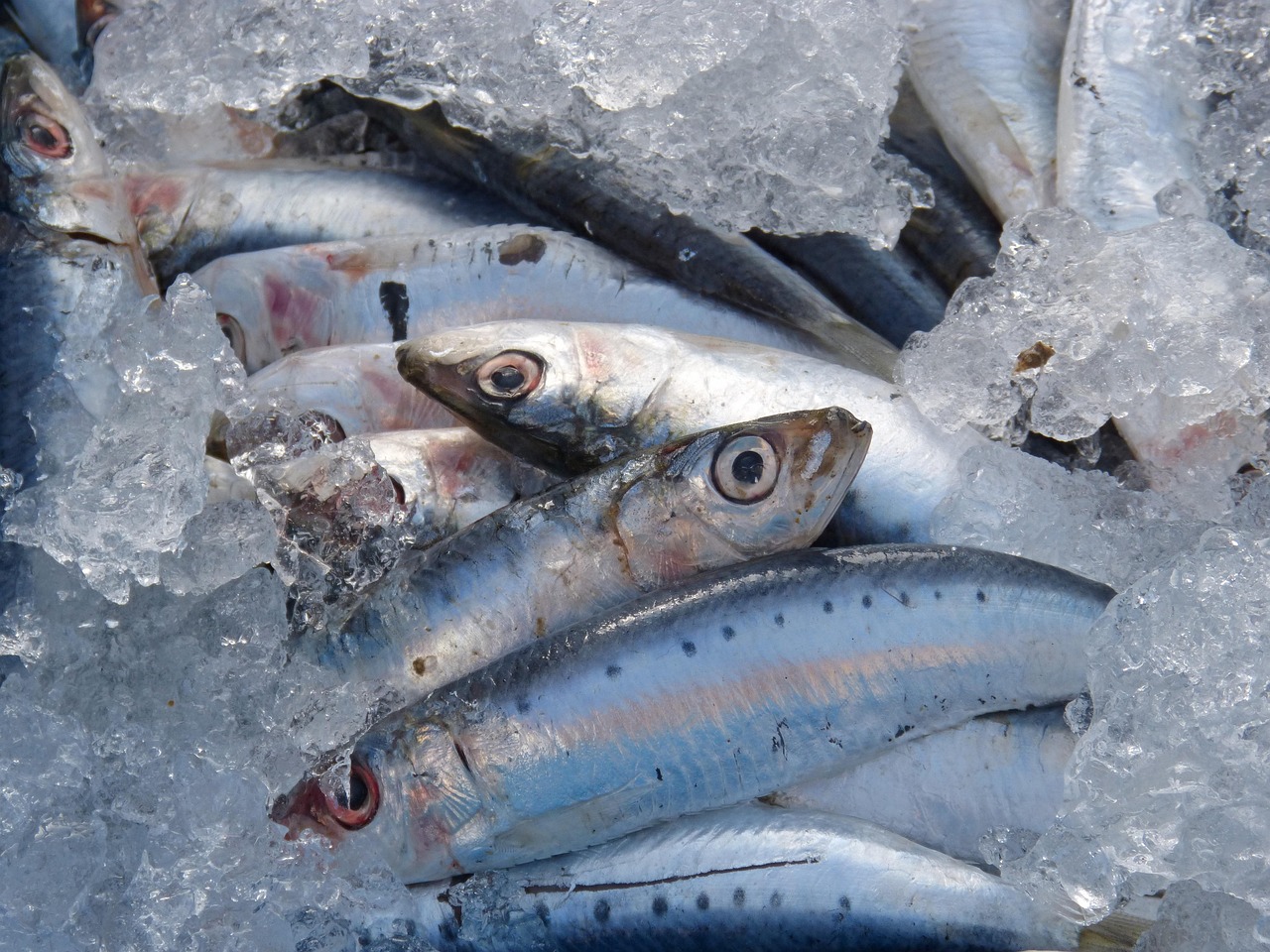 Sardines: Small Fish, Big Benefits (image credits: pixabay)