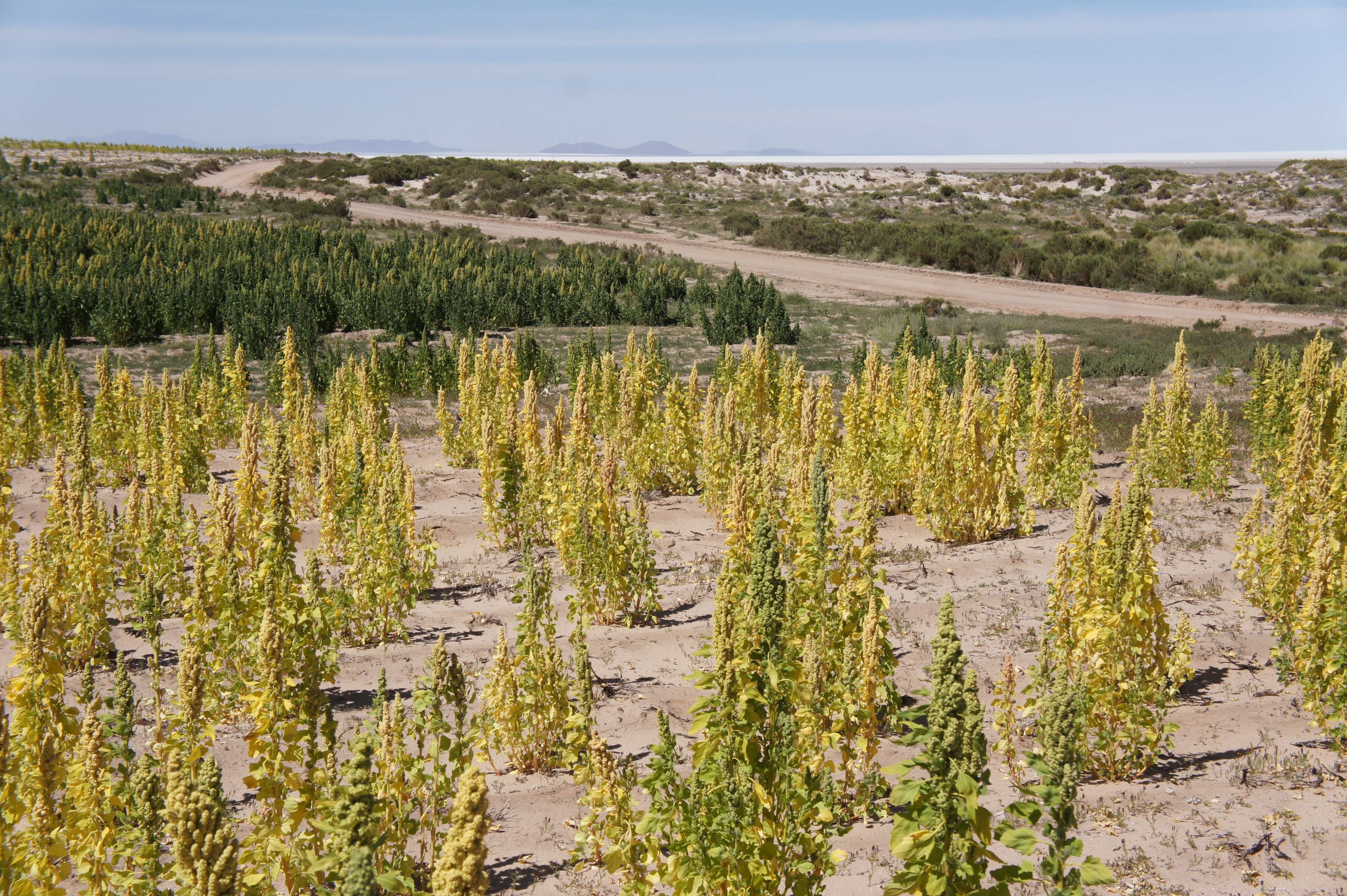 Environmental Impact: Sustainability Concerns (image credits: wikimedia)