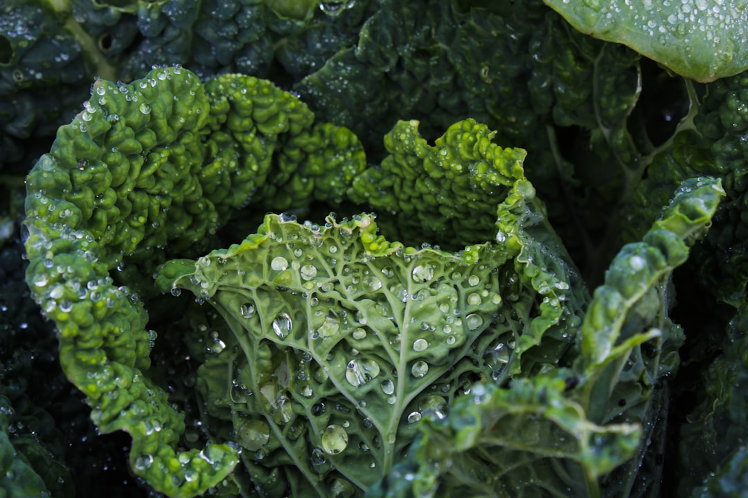 Kale (image credits: unsplash)