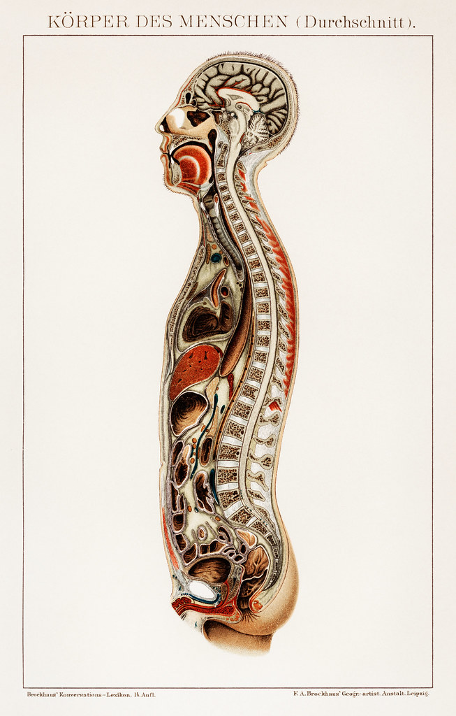 Altered Gut-Brain Communication (image credits: flickr)
