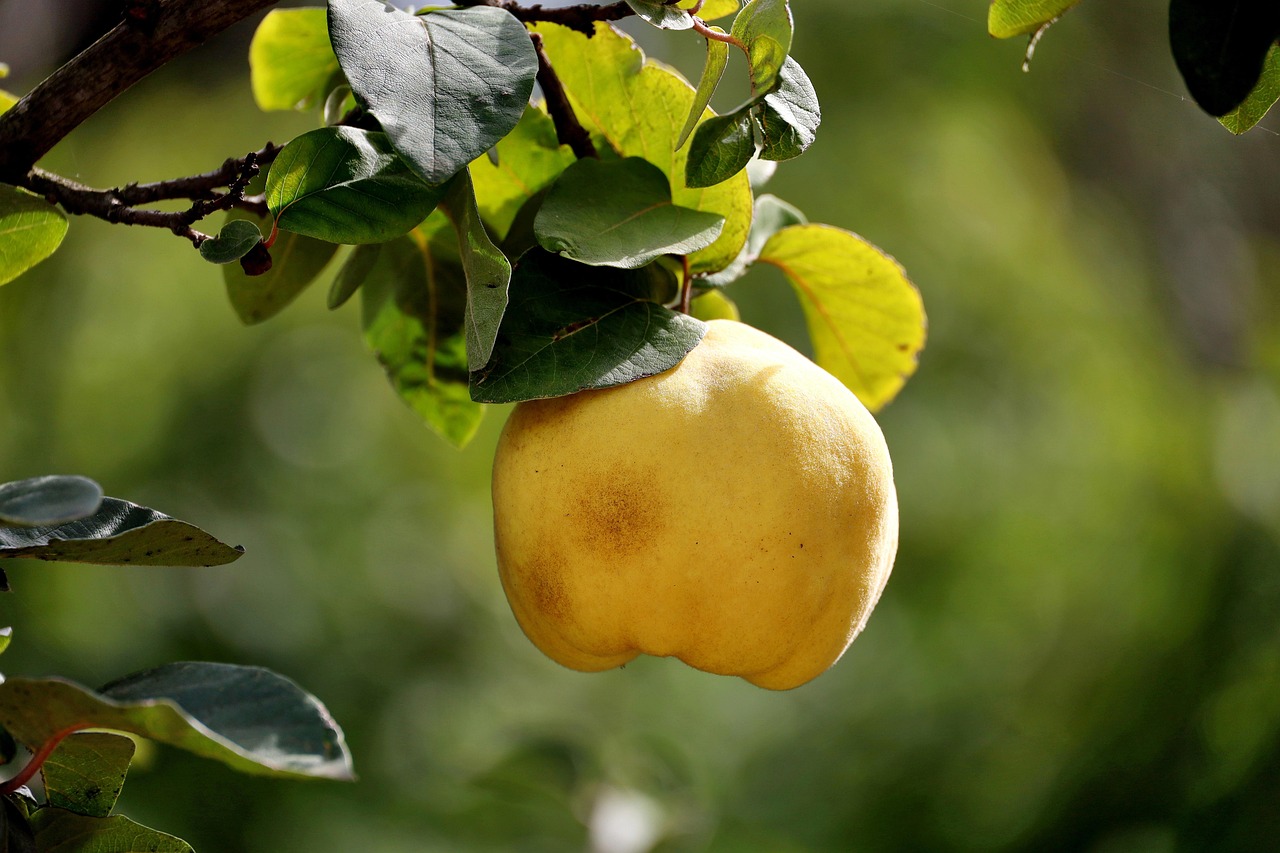 Quince: The Aromatic Wonder (image credits: pixabay)