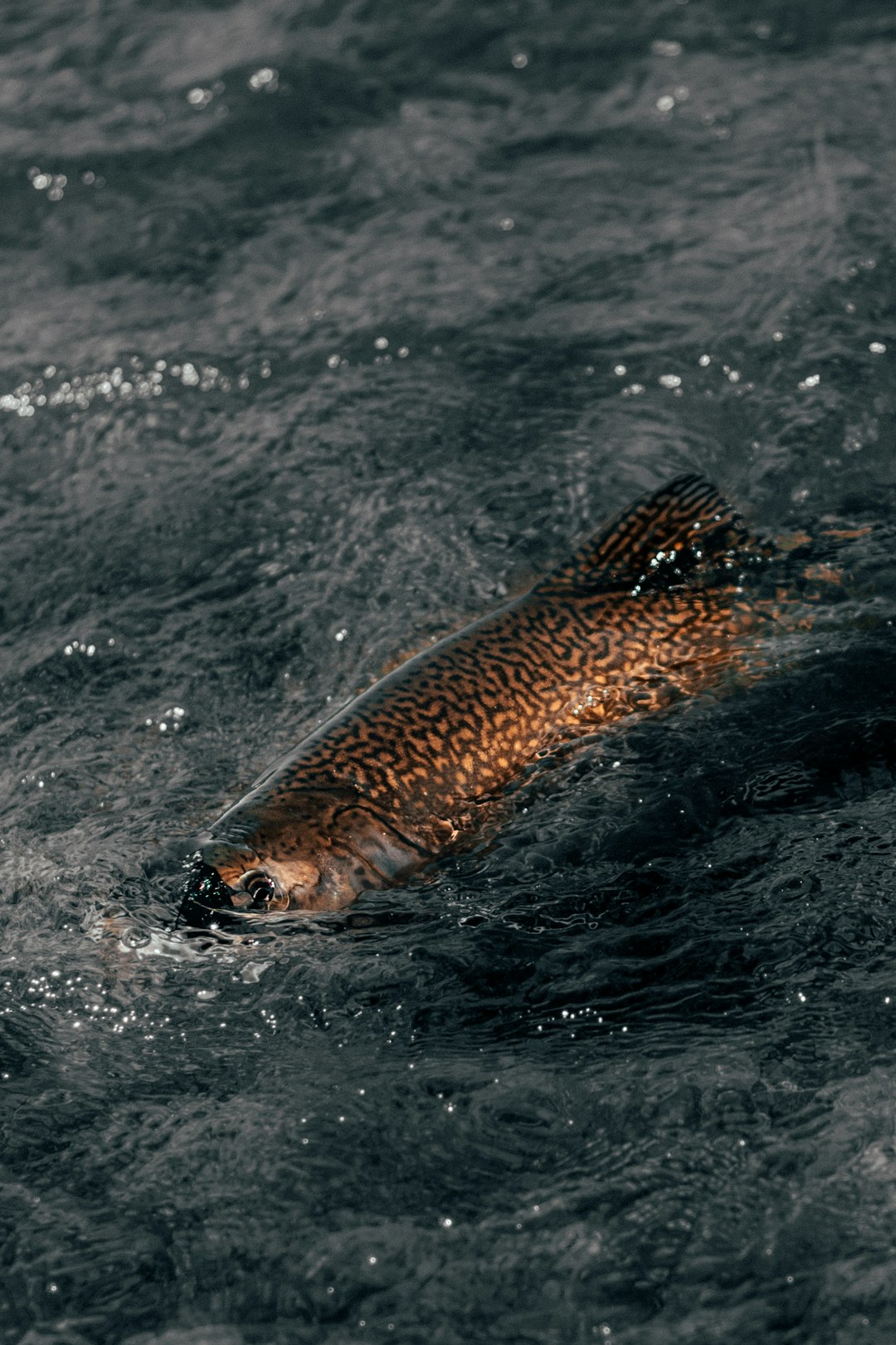 Wild-Caught Salmon (image credits: unsplash)