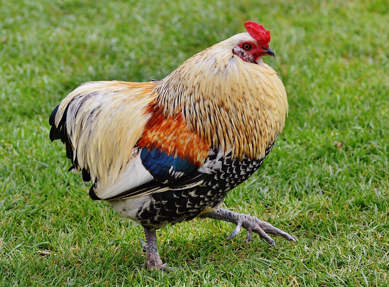 Chicken à la King: Comfort Food from a Bygone Era (image credits: pixabay)