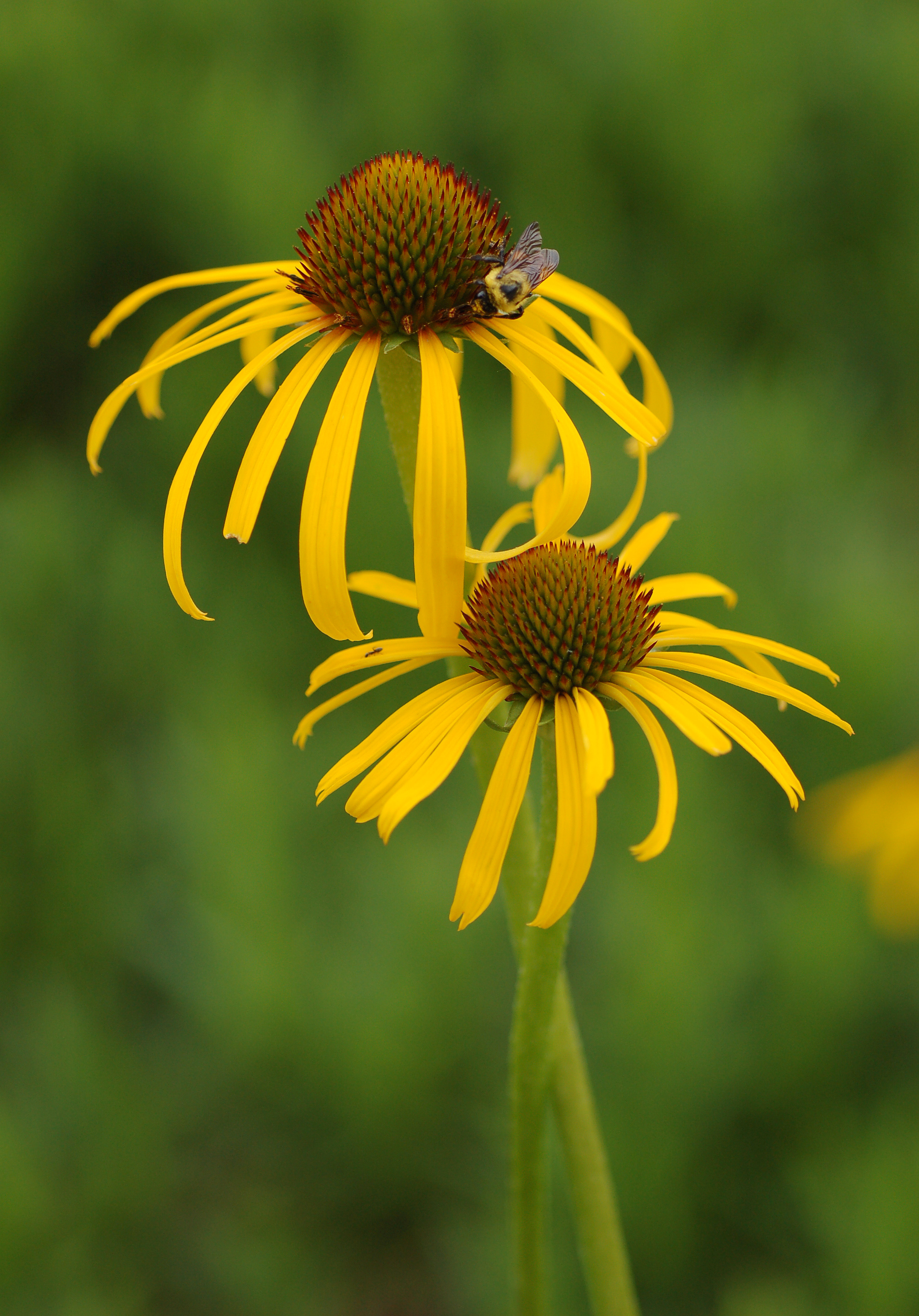 Echinacea (Echinacea purpurea) (image credits: wikimedia)