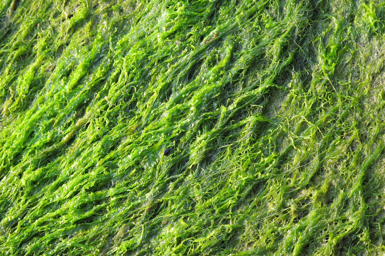 9. Spirulina: The Superfood Algae (image credits: pixabay)