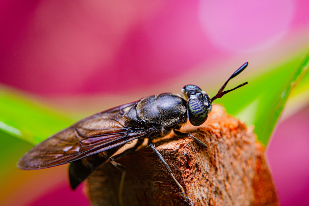 Insect Protein: The Next Big Thing? (image credits: unsplash)