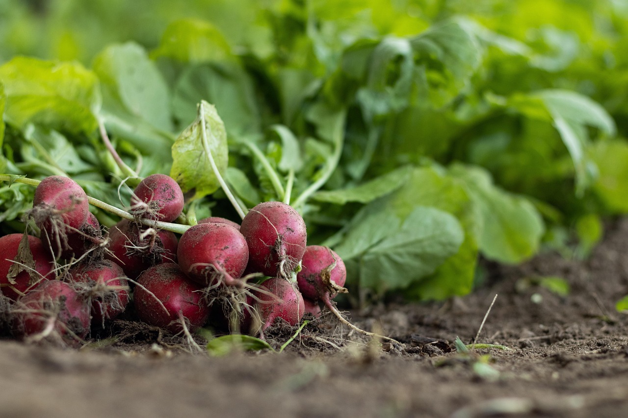 Organic Farming Sometimes Requires More Pesticide Applications (image credits: pixabay)