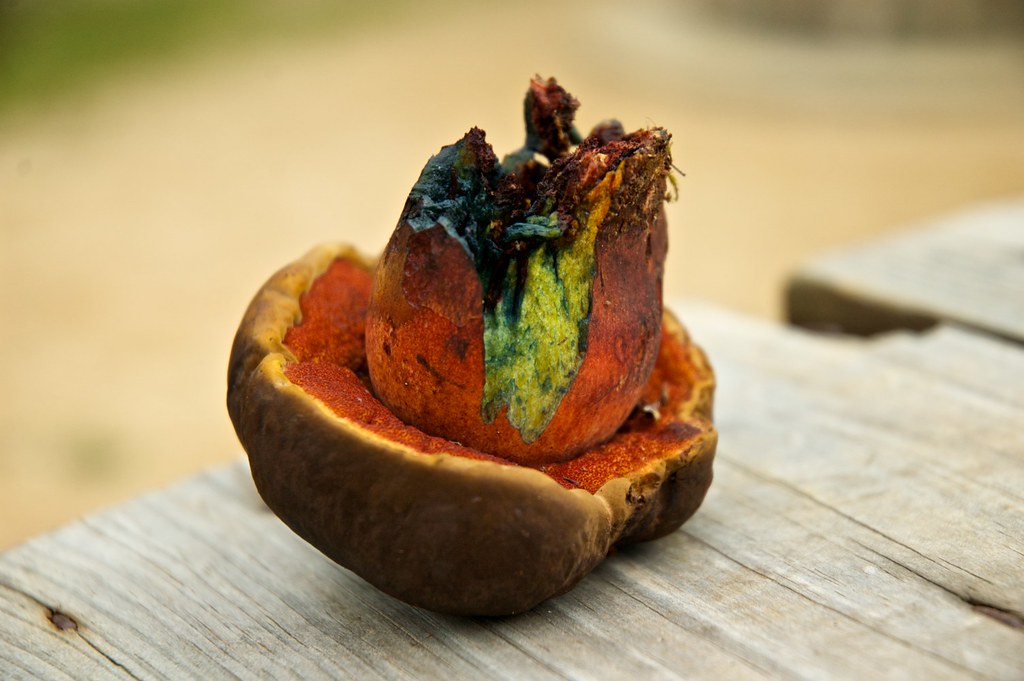 Color Changes That Signal Danger (image credits: flickr)