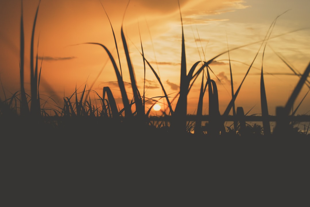America’s Sugar Industry: A Complicated Past and Present (image credits: unsplash)