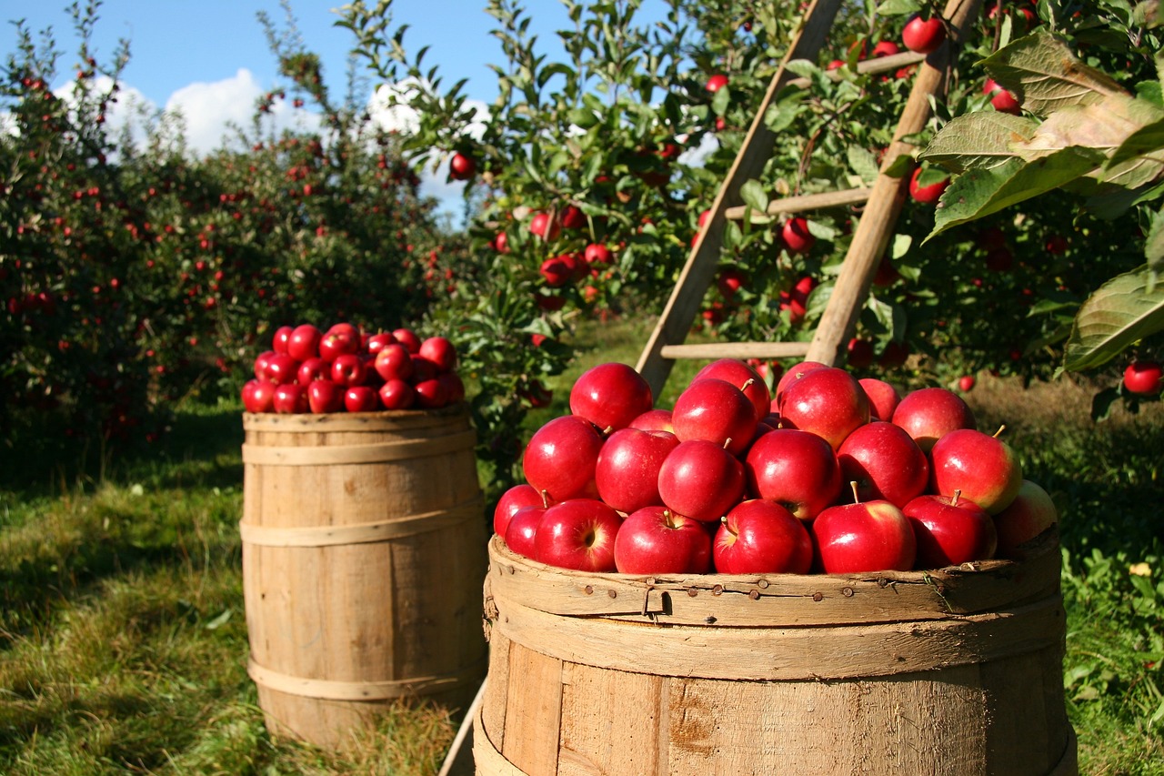 Impact on the Environment: Is Organic Really Greener? (image credits: pixabay)