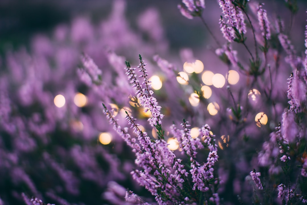 Chamomile-Lavender Sleep Sachet (image credits: unsplash)