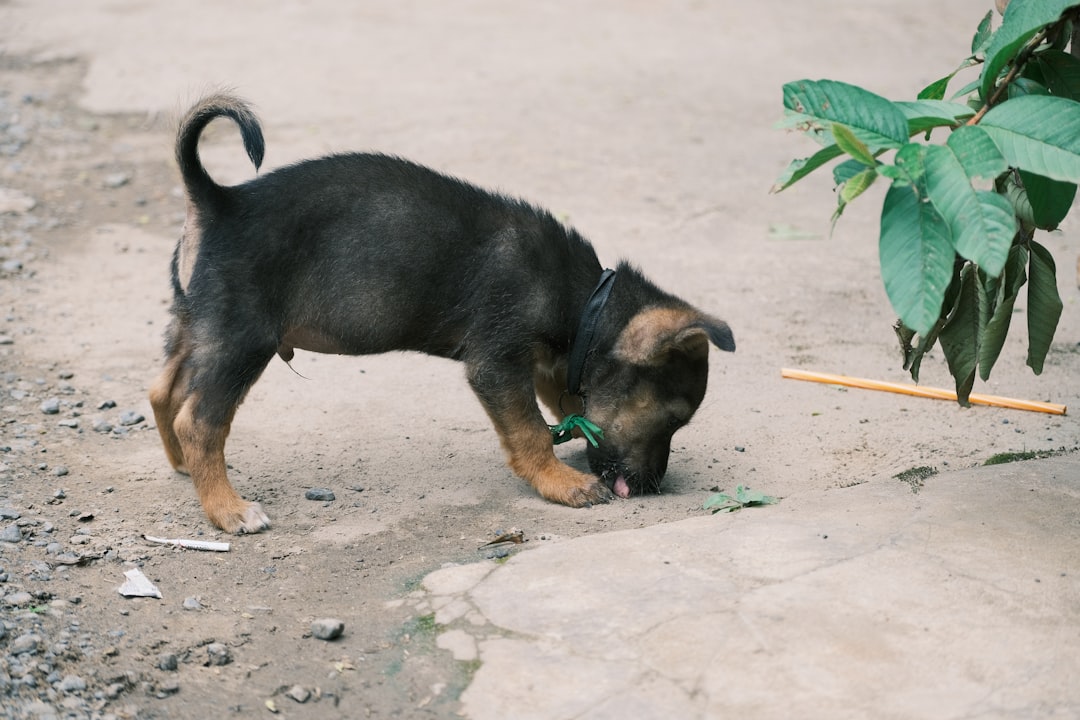 Protein-Deficient Diets (image credits: unsplash)