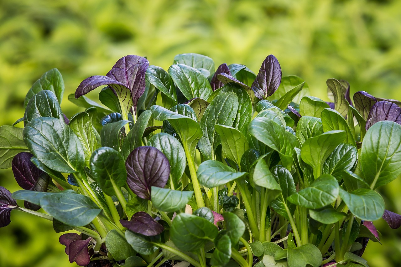 Spinach (image credits: pixabay)