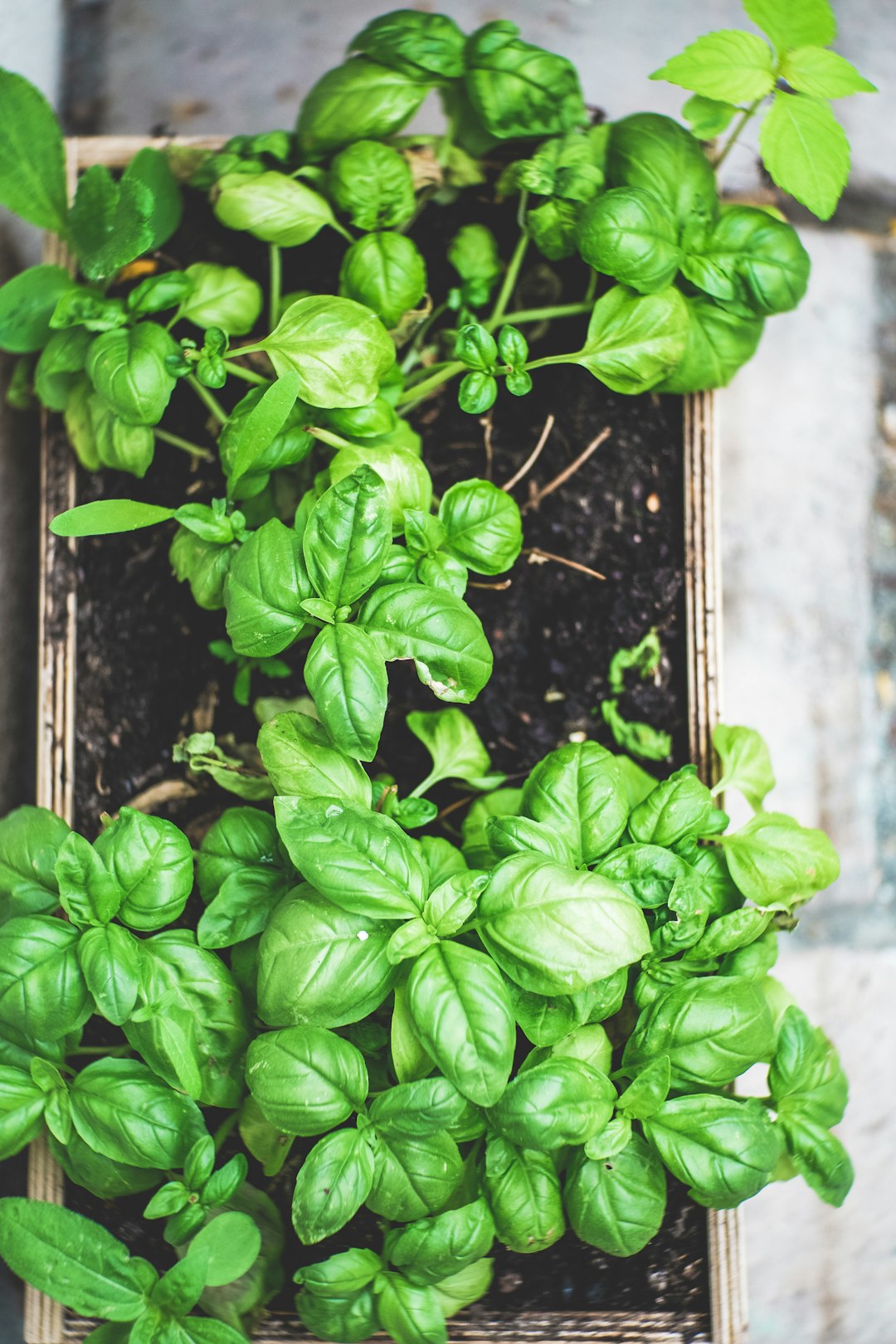 Thyme: The Ancient Antibacterial Herb (image credits: unsplash)