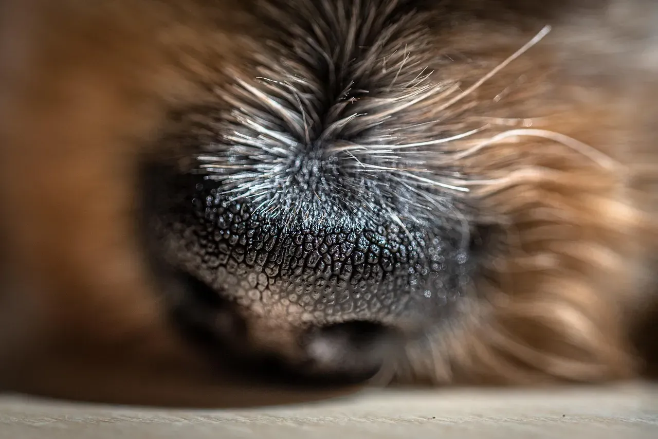 Olfactory Signals Take a Unique Path in the Brain (Image Credits: Pixabay)