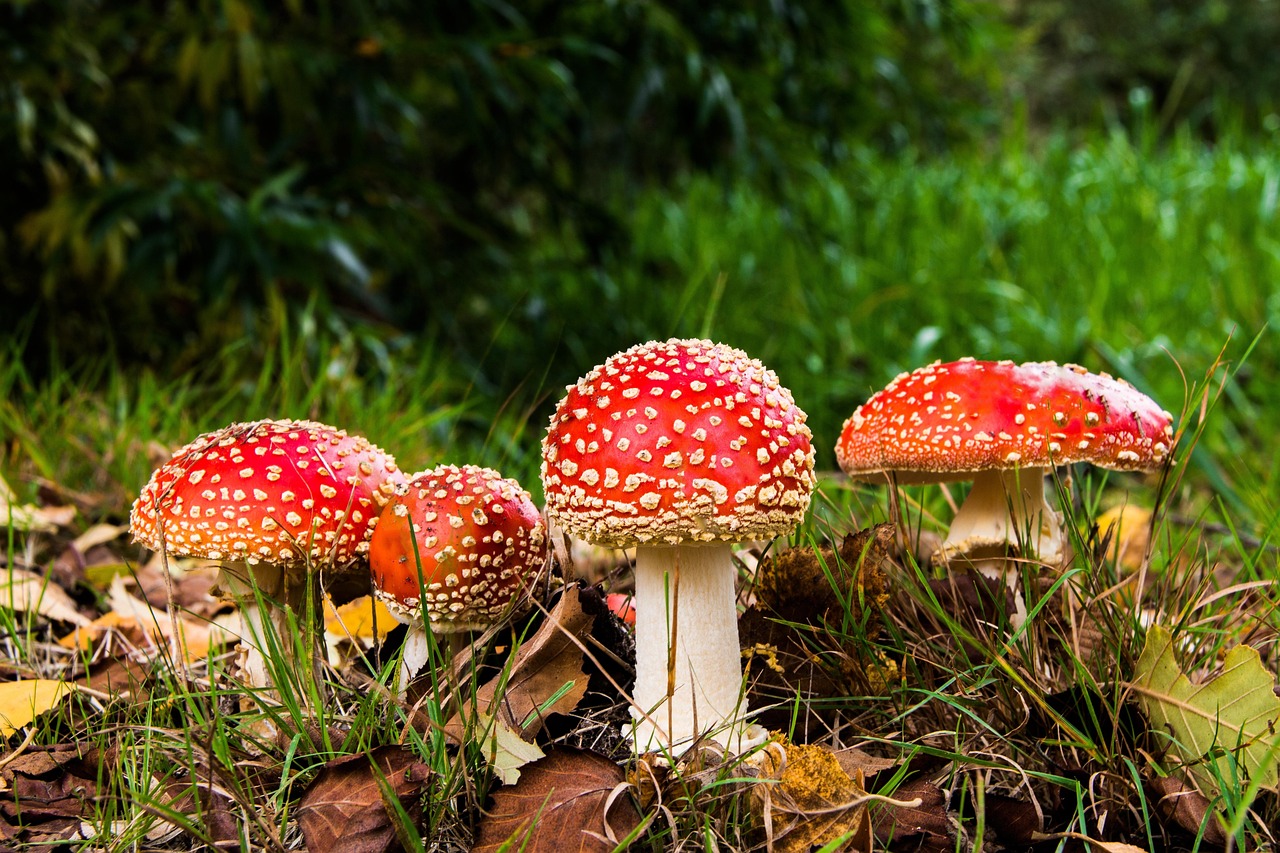 Foraged and Wild-Caught Deceptions (Image Credits: Pixabay)