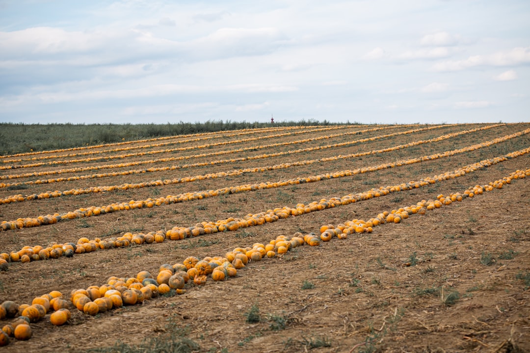 Kazakhstan: Central Asian Food Economics (Image Credits: Unsplash)