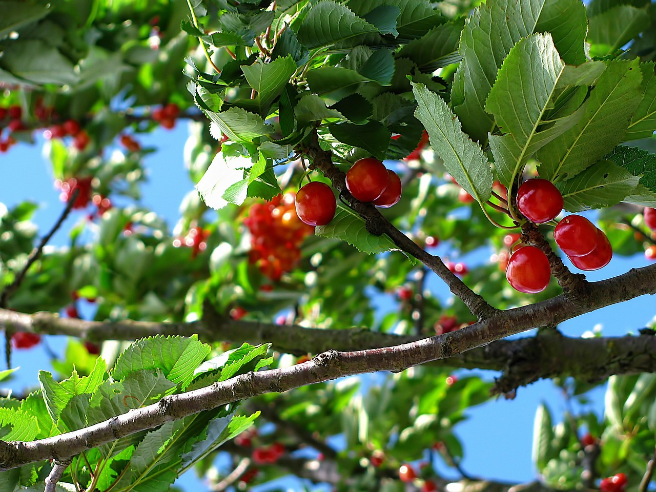 Cherries: A Sweet Crop with Bitter Consequences (image credits: pixabay)