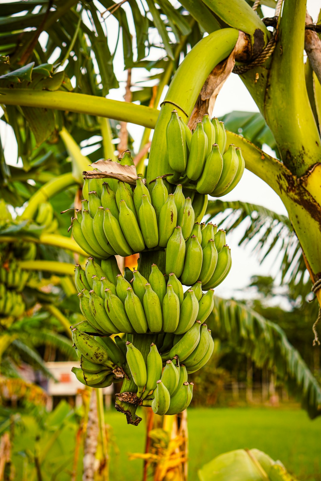 The Monoculture Problem (image credits: unsplash)