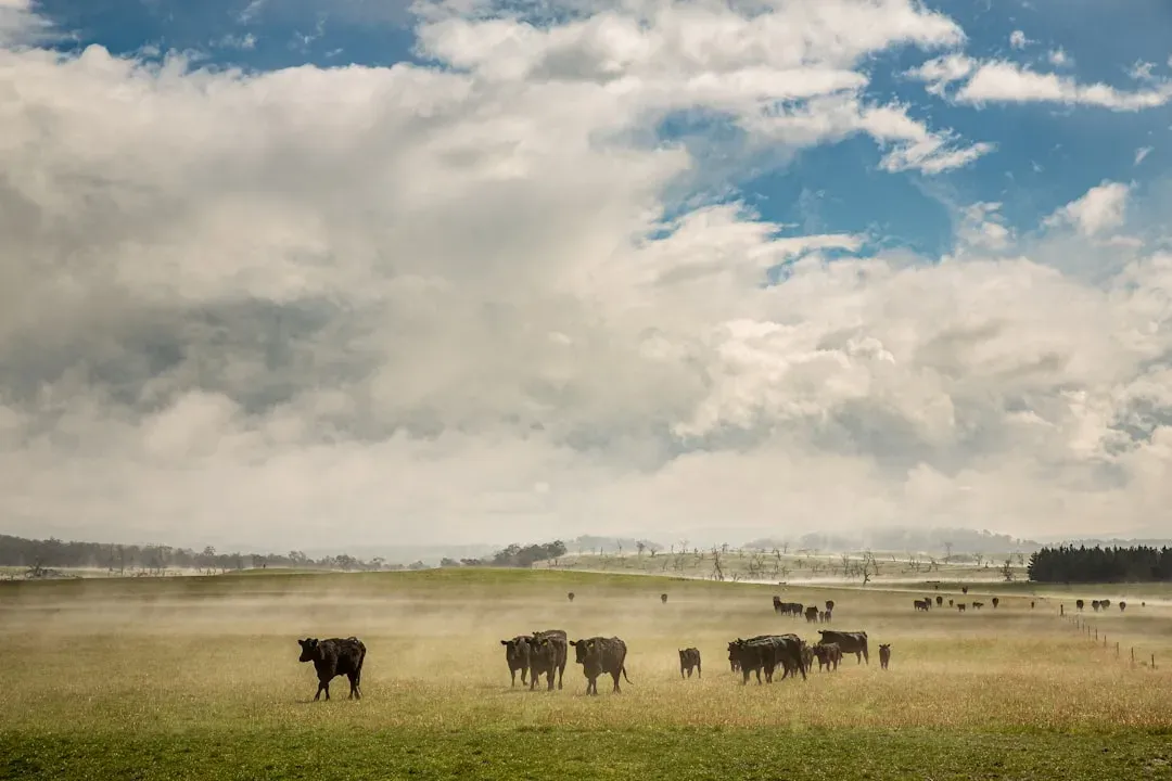 1. Beef and Veal (Image Credits: Unsplash)