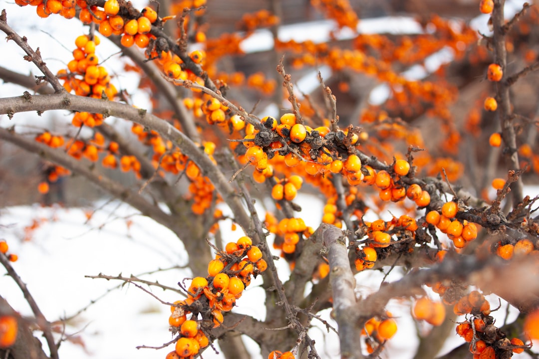 Sea Buckthorn: The Golden Berry (image credits: unsplash)