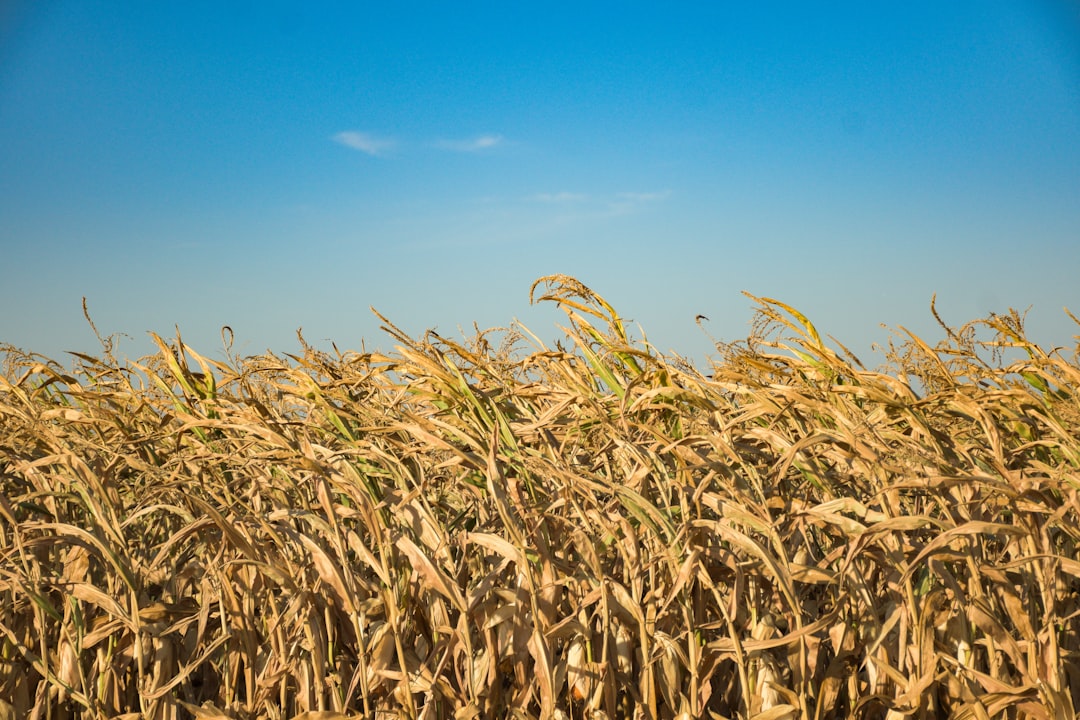 Wheat Products (image credits: unsplash)
