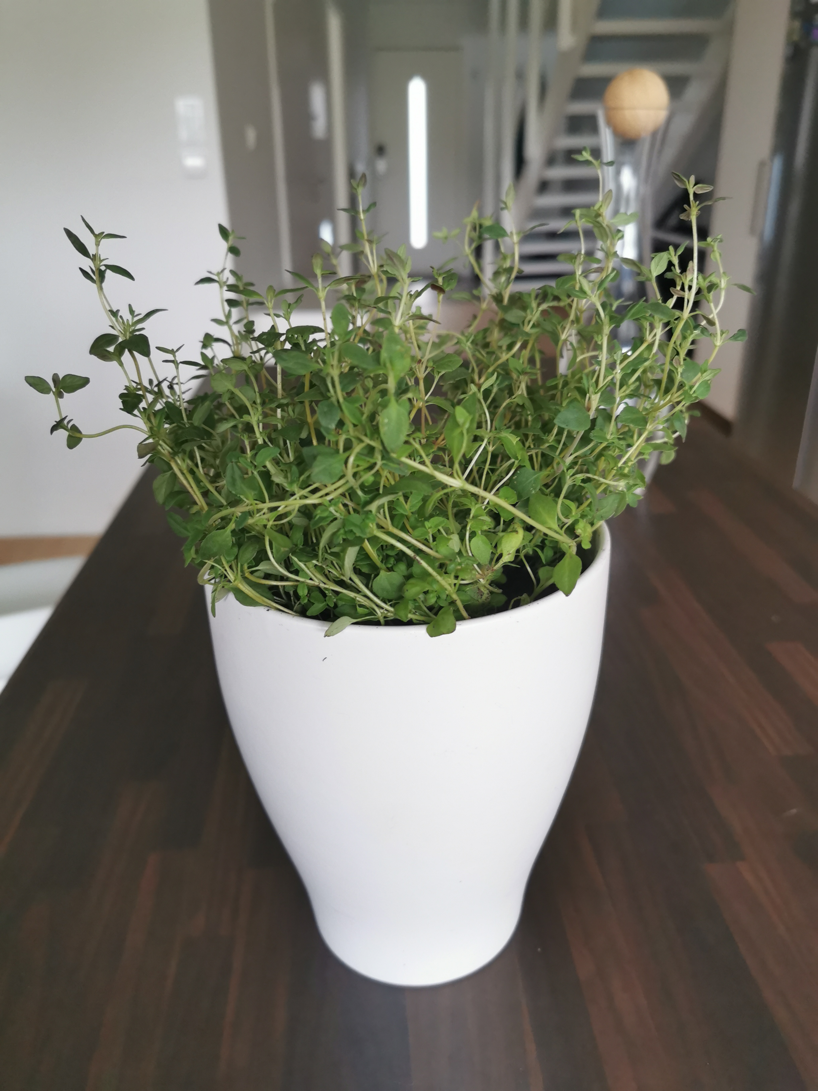 Thyme: Fragrant Herb, Formidable Foe (image credits: wikimedia)
