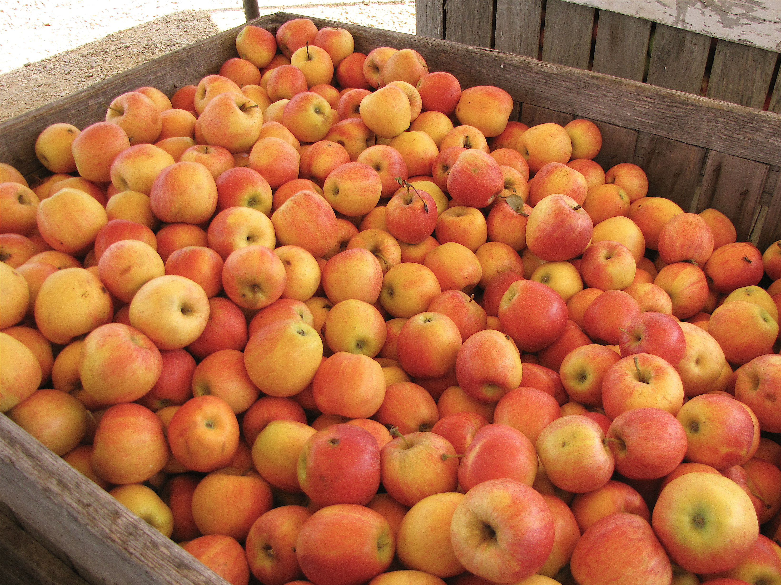 Innovation in Crop Choices and Product Development (image credits: wikimedia)