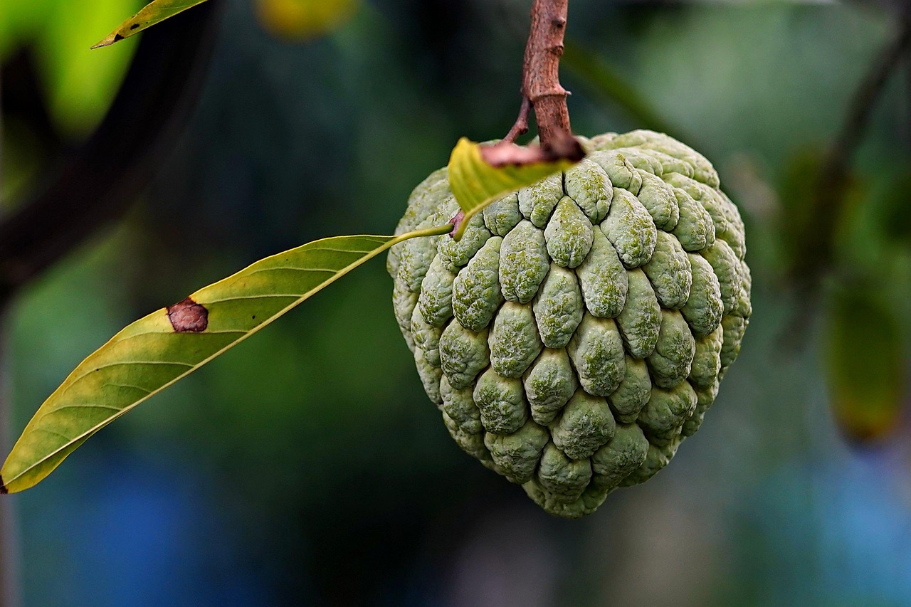 Custard Apple (Cherimoya): Creamy Delight With Disease-Fighting Power (image credits: pixabay)