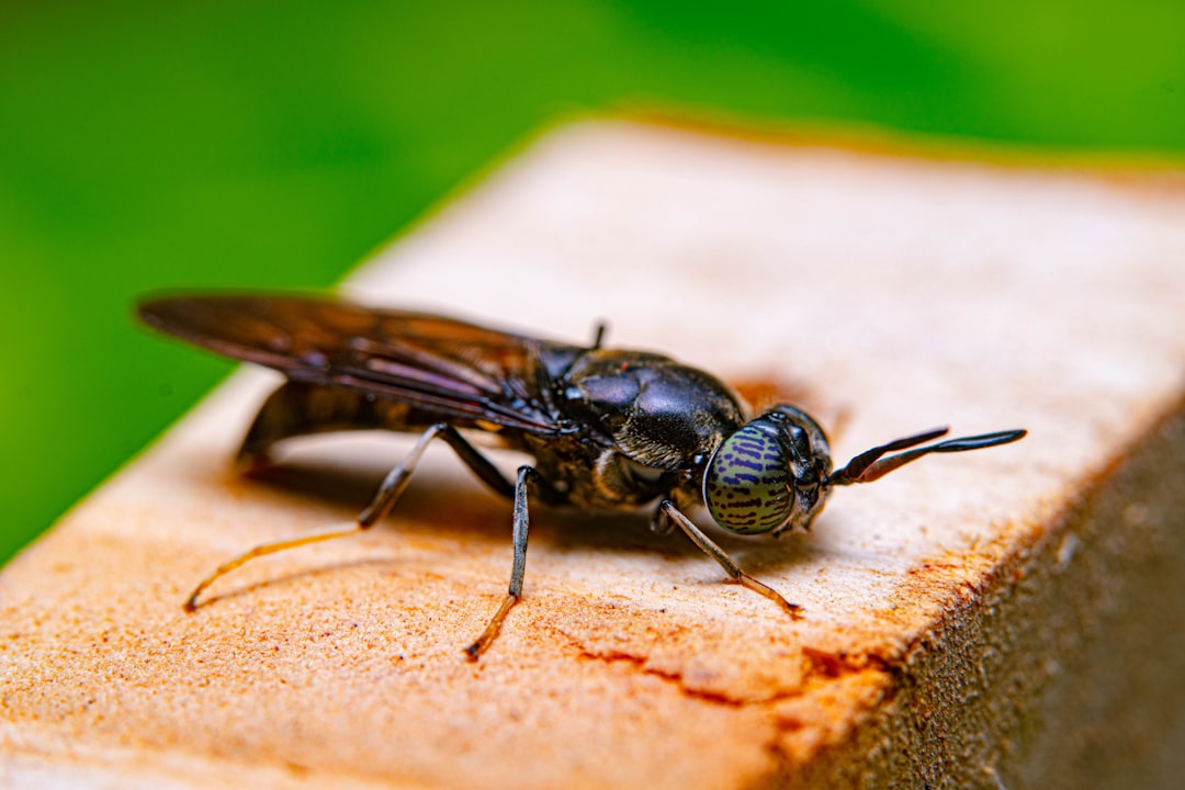 Insect Protein (image credits: unsplash)