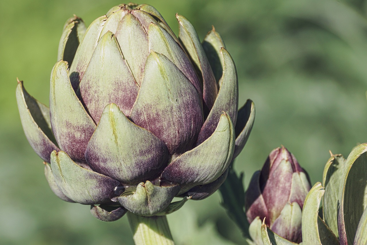 Artichokes: Fiber-Filled and Flavorful (image credits: pixabay)