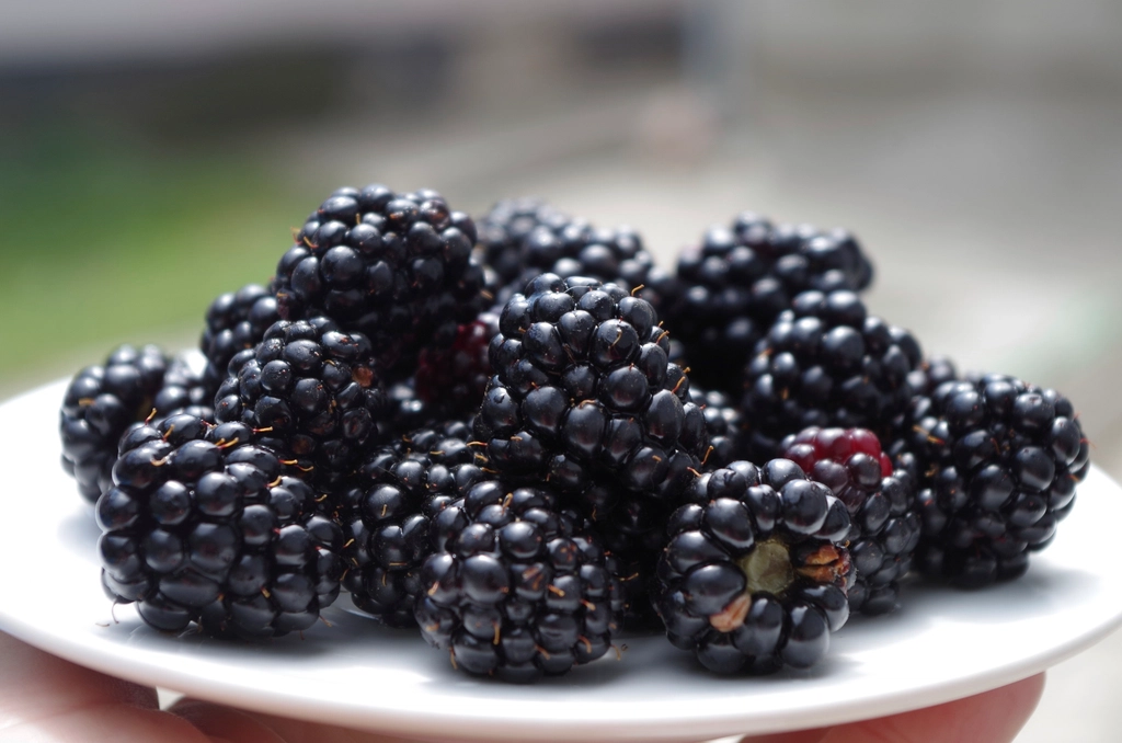 Blackberries - The Accessible Antioxidant (image credits: rawpixel)