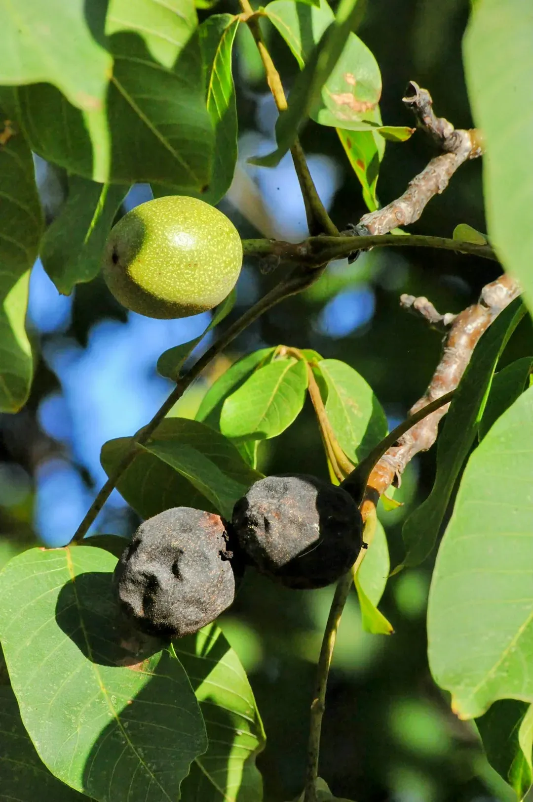 Black Walnut Leaves and Debris (Image Credits: Unsplash)