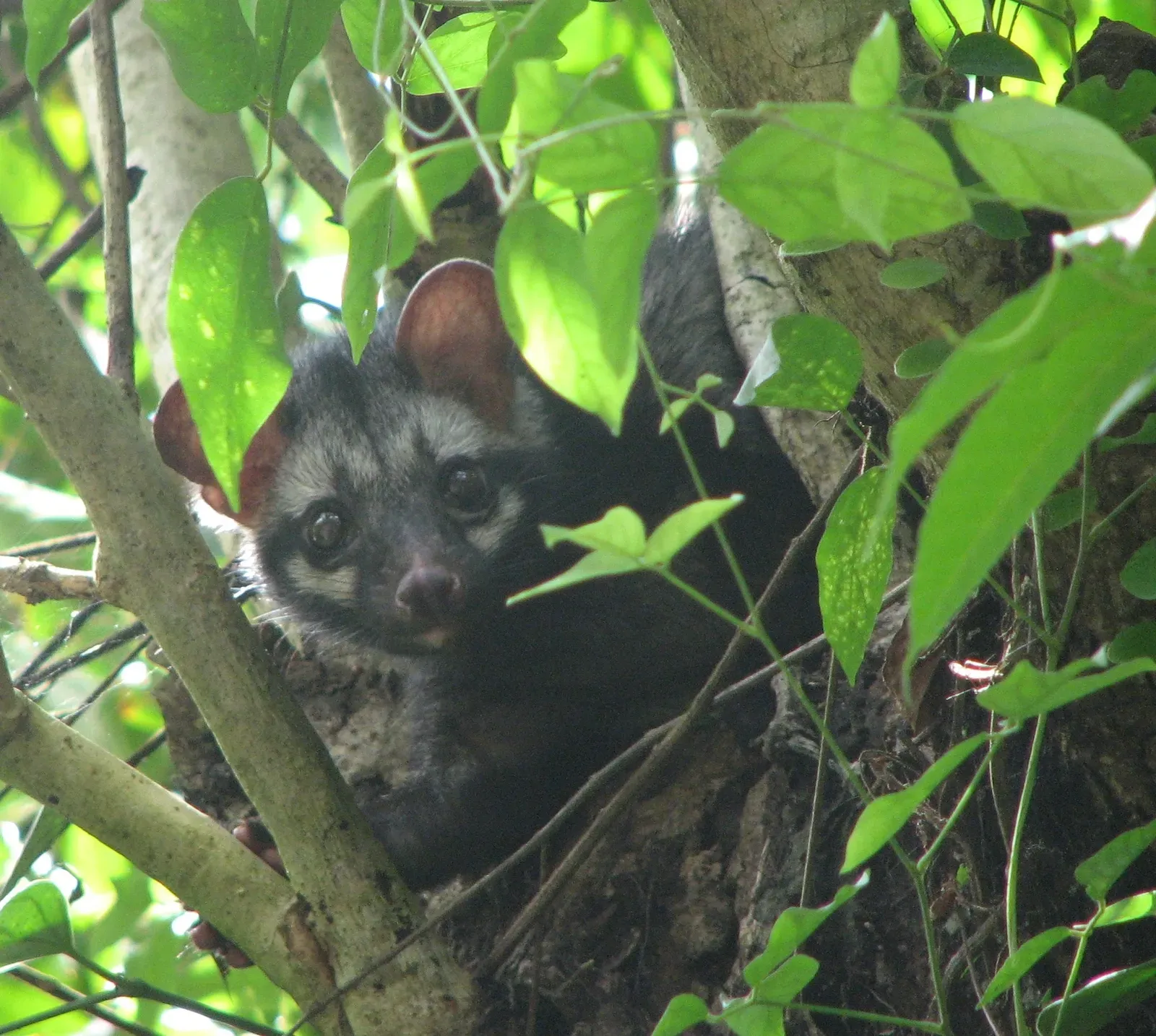 Kopi Luwak: The Coffee That Passes Through Paradise (Image Credits: Wikimedia)