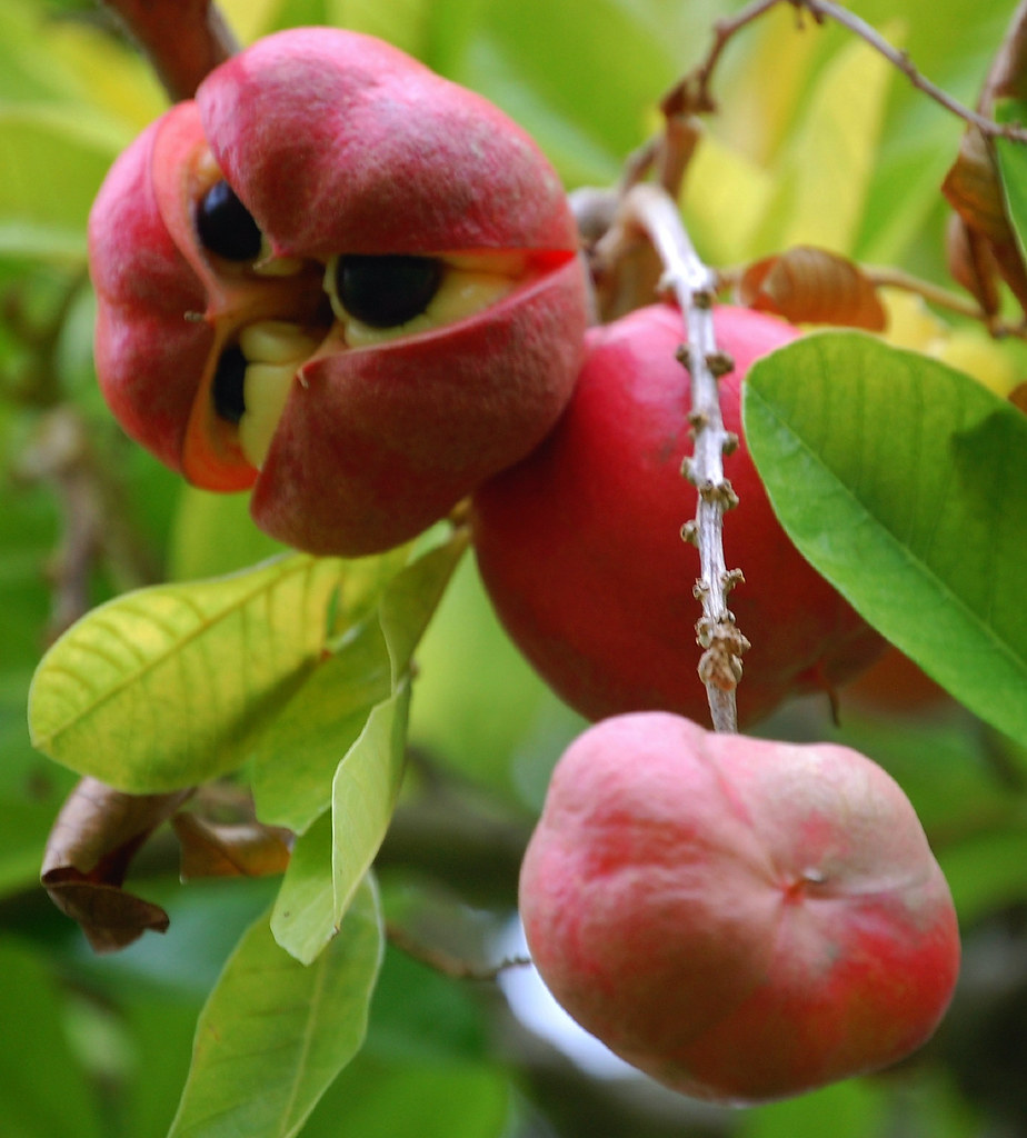 Jamaica's Forbidden Fruit That Kills (image credits: flickr)